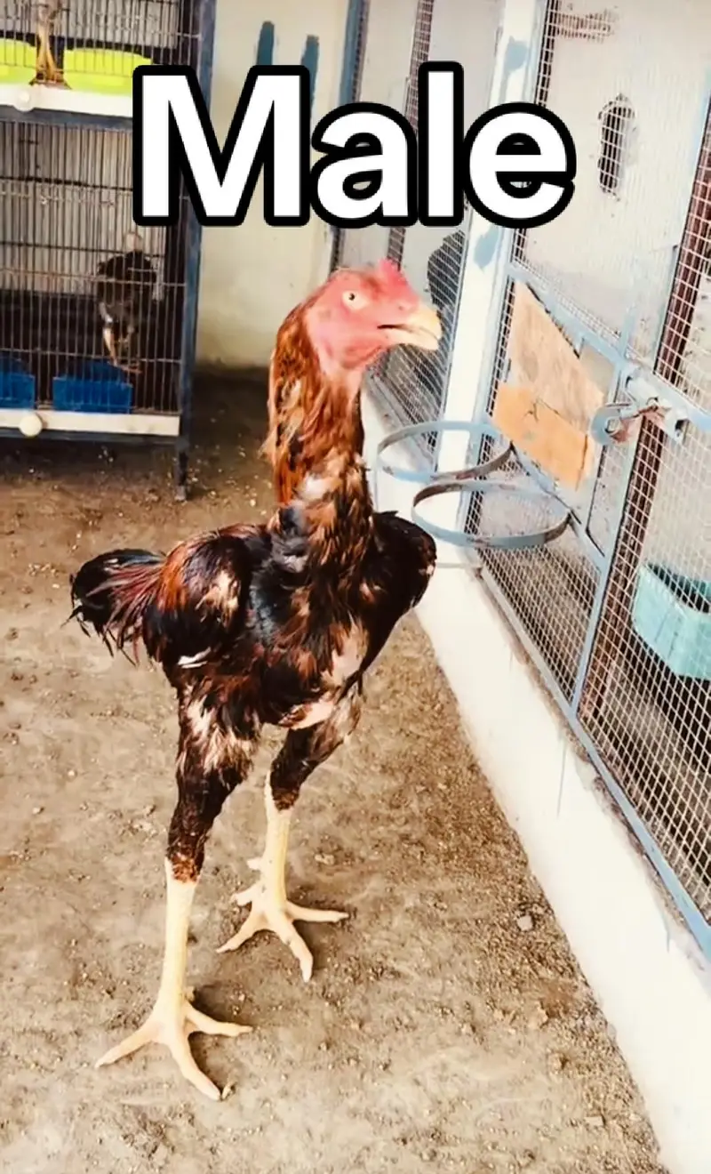 Aseel high quality eggs — photo 3