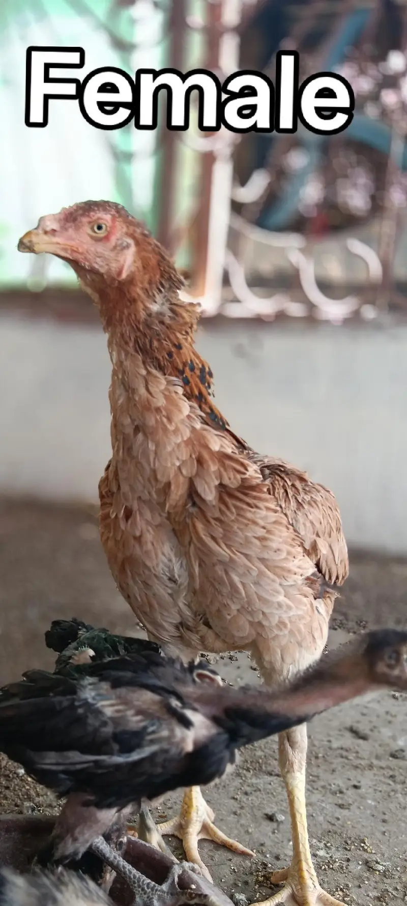 Aseel high quality eggs — photo 4