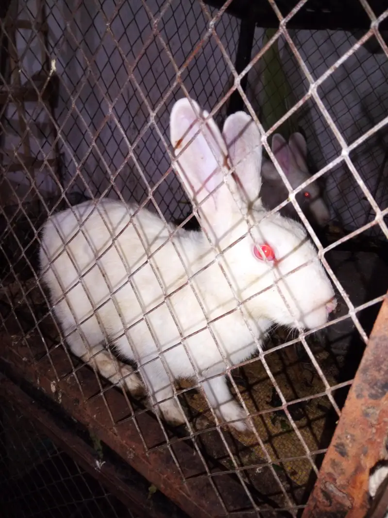 golden Msri rabbit pigeon — photo 4