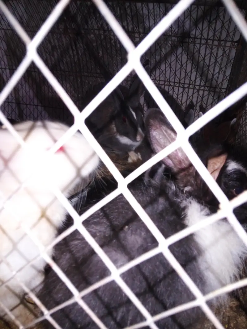 golden Msri rabbit pigeon — photo 5