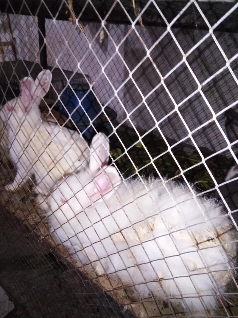 golden Msri rabbit pigeon — photo 6