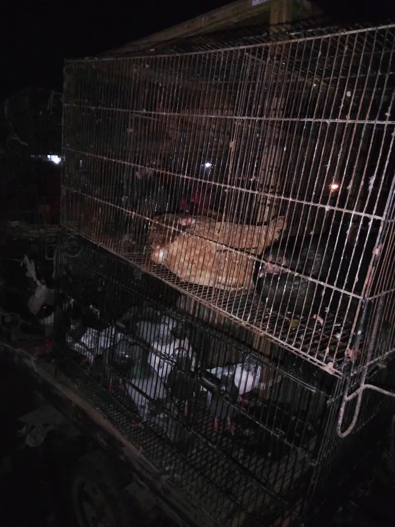 golden Msri rabbit pigeon — photo 7
