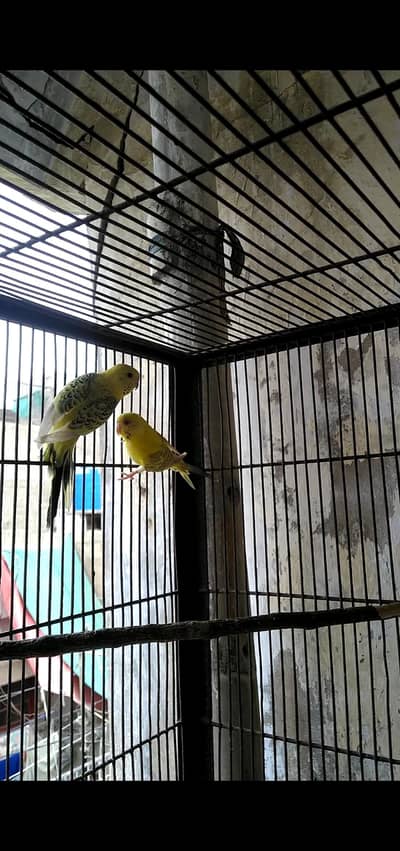 pair TCB and Fellow Budgie Pathe