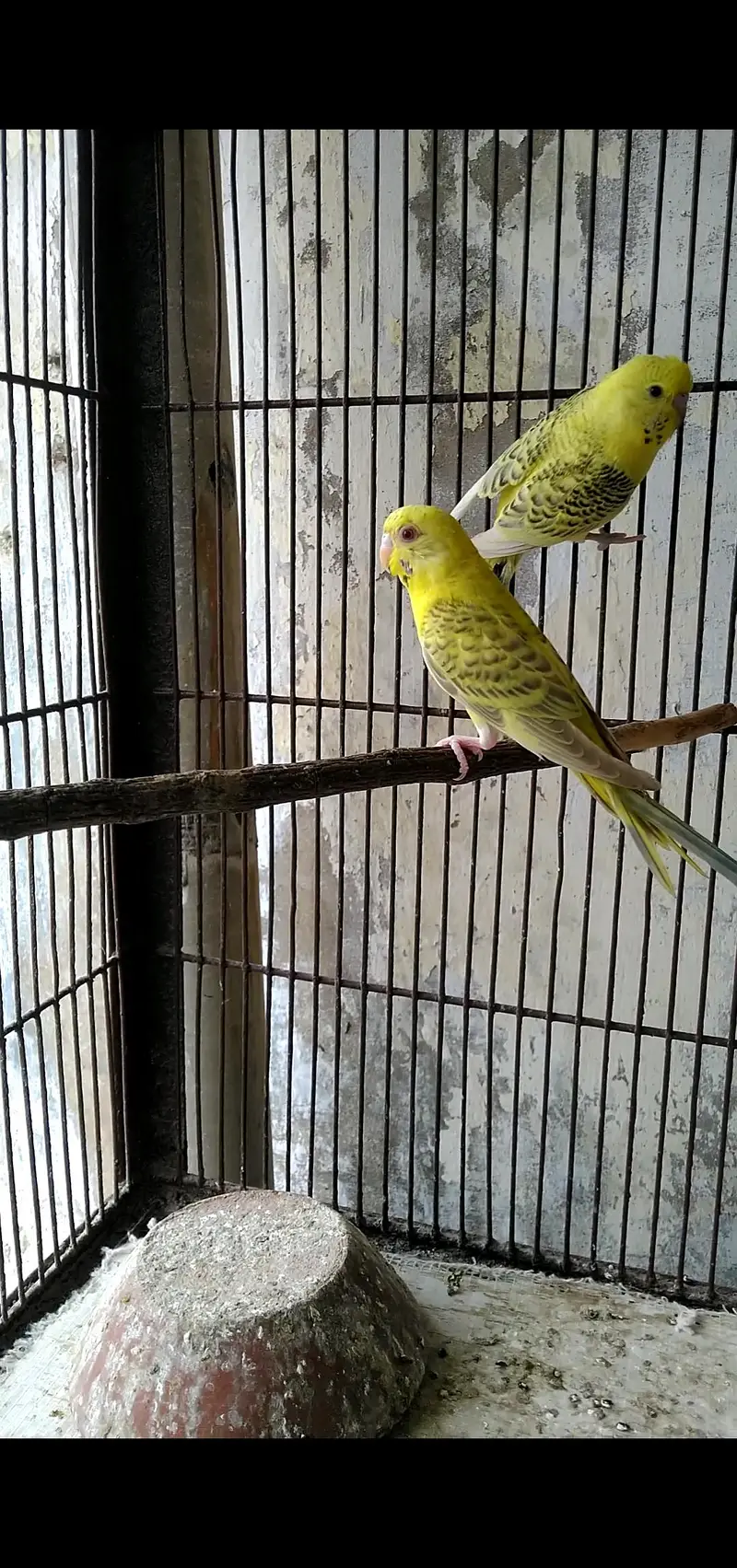 pair TCB and Fellow Budgie Pathe — photo 2