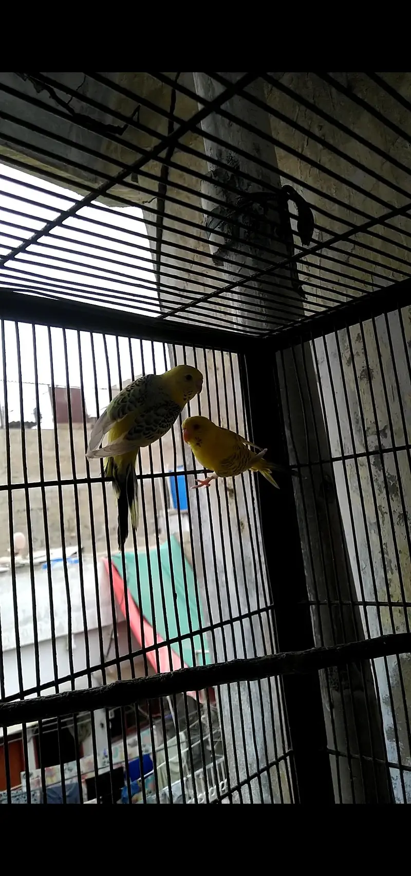 pair TCB and Fellow Budgie Pathe — photo 3