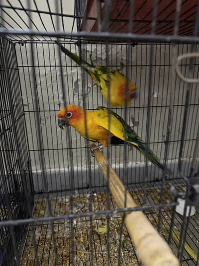 sunconure breeder pair