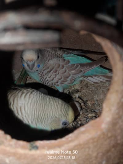 cocktail breeder and phatty bajri ready to breed,lovebirds