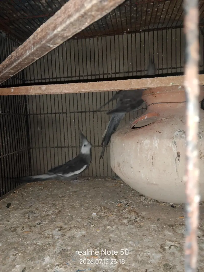 cocktail breeder and phatty bajri ready to breed,lovebirds — photo 2