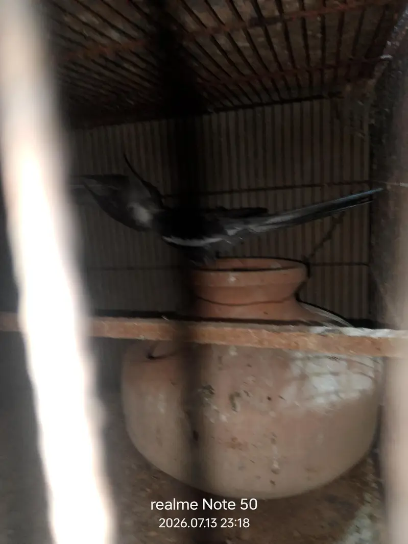 cocktail breeder and phatty bajri ready to breed,lovebirds — photo 3