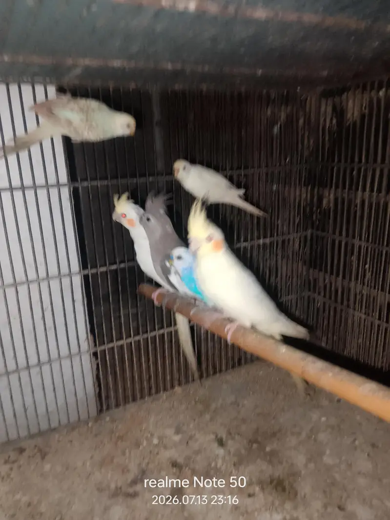 cocktail breeder and phatty bajri ready to breed,lovebirds — photo 4