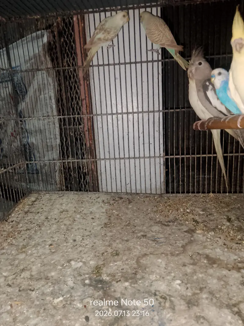 cocktail breeder and phatty bajri ready to breed,lovebirds — photo 5