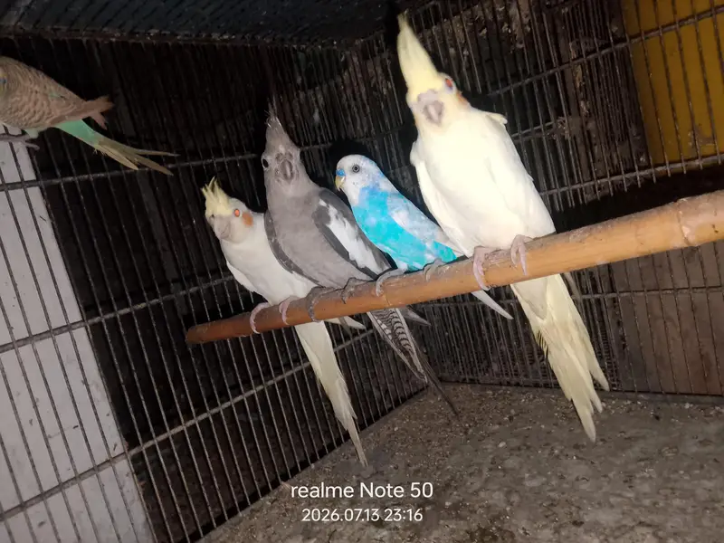 cocktail breeder and phatty bajri ready to breed,lovebirds — photo 6