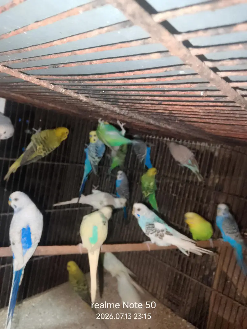 cocktail breeder and phatty bajri ready to breed,lovebirds — photo 7