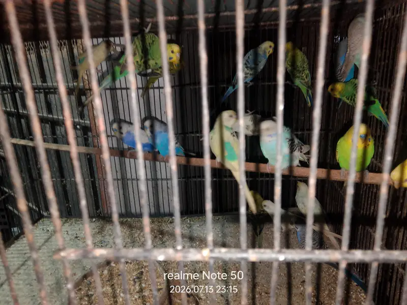cocktail breeder and phatty bajri ready to breed,lovebirds — photo 8