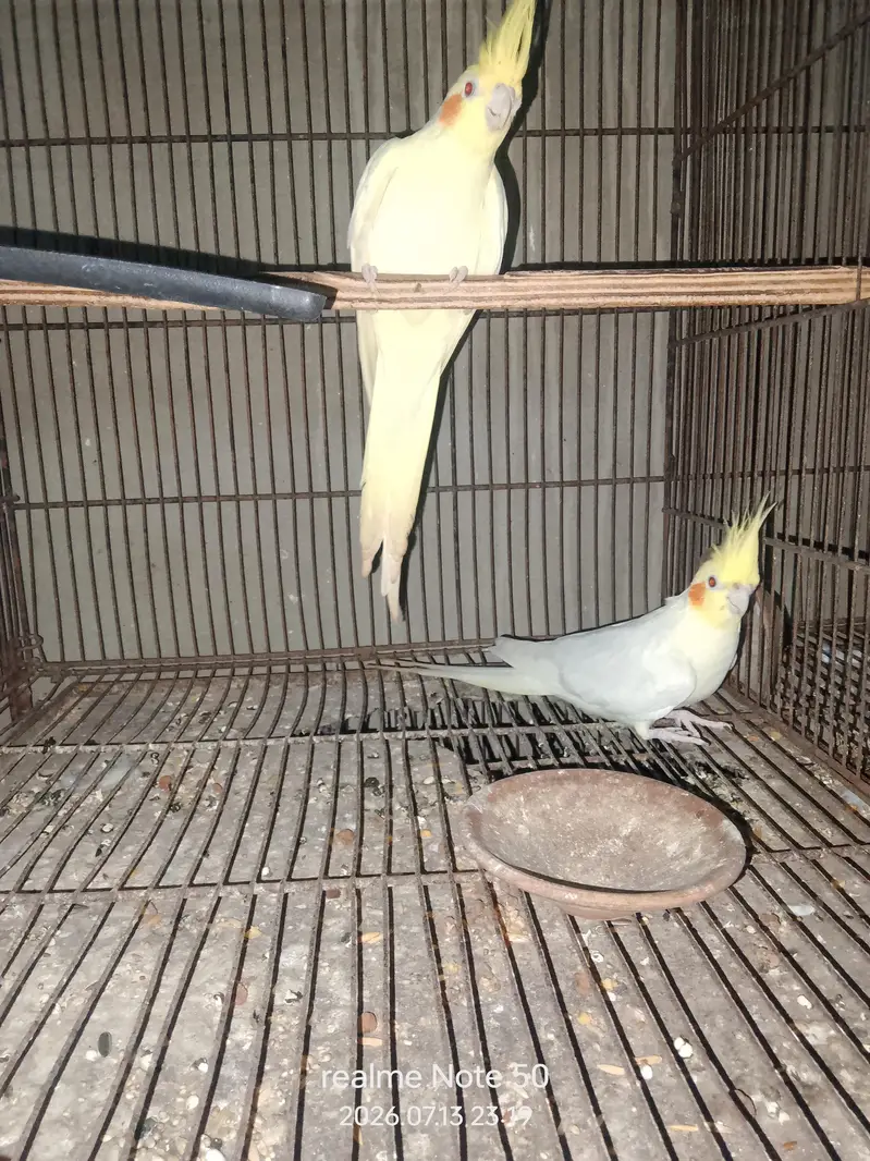 cocktail breeder and phatty bajri ready to breed,lovebirds — photo 9