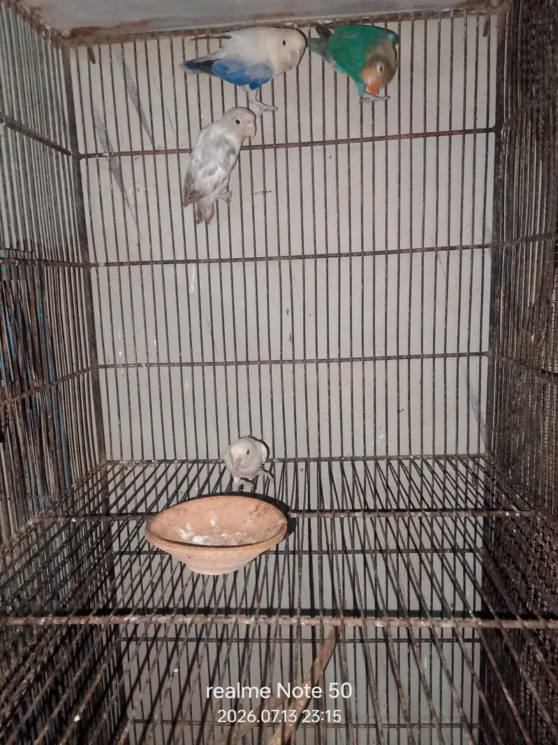 cocktail breeder and phatty bajri ready to breed,lovebirds — photo 10