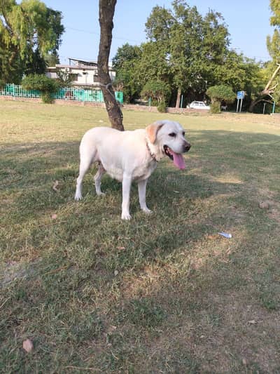 Labra dog friendly family dog