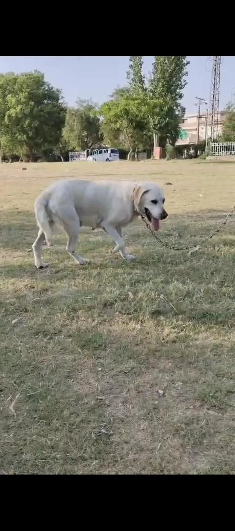 Labra dog friendly family dog — photo 2