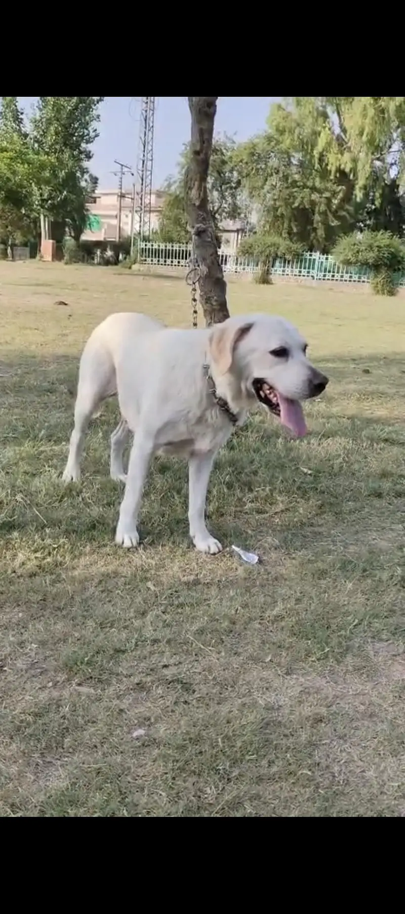 Labra dog friendly family dog — photo 3