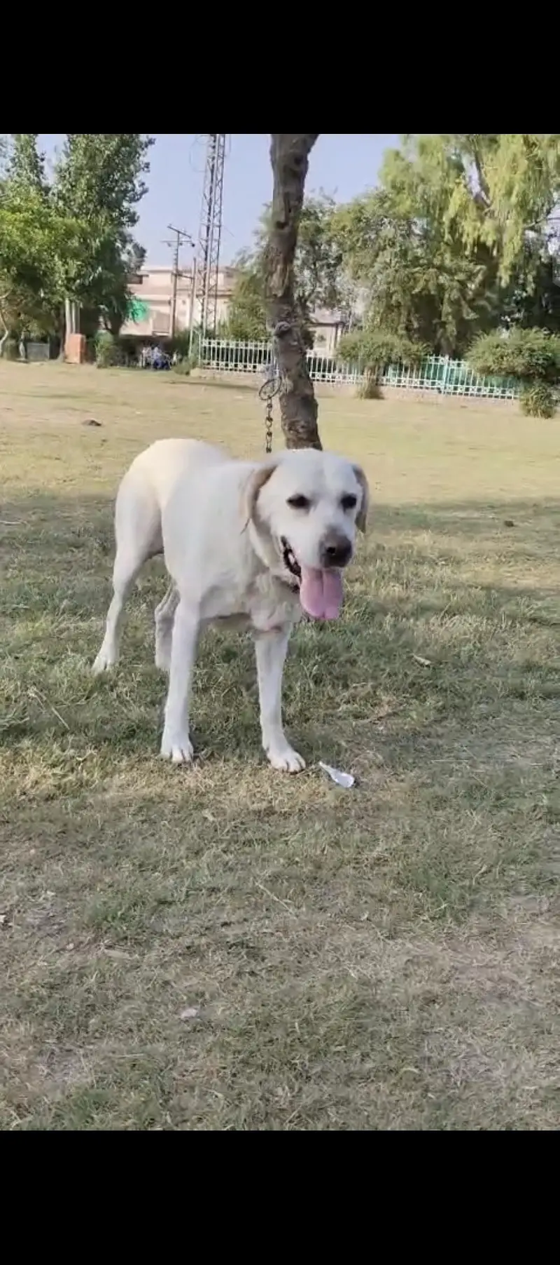 Labra dog friendly family dog — photo 4