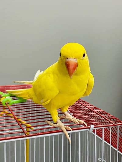 yellow ringneck talking
