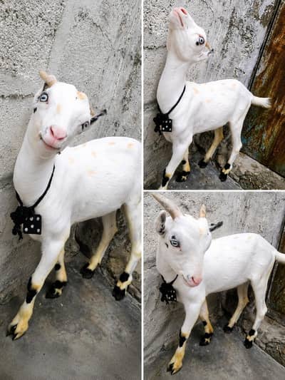 gulabi tedda