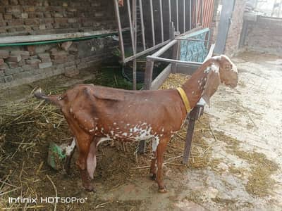 بکری اور بھیڑ نیا شیلٹر کے لئے