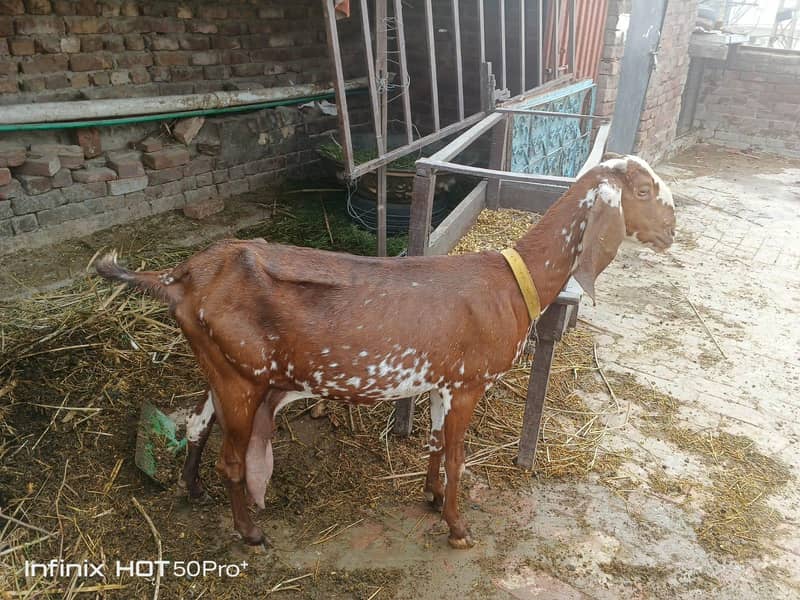 بکری اور بھیڑ نیا شیلٹر کے لئے 0
