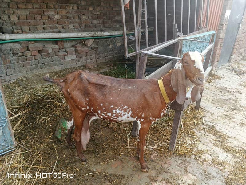 بکری اور بھیڑ نیا شیلٹر کے لئے 1