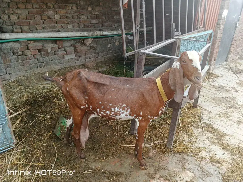 بکری اور بھیڑ نیا شیلٹر کے لئے — photo 2