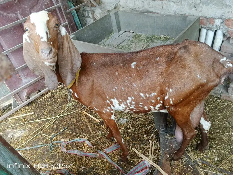 بکری اور بھیڑ نیا شیلٹر کے لئے — photo 3