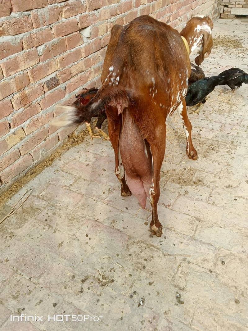 بکری اور بھیڑ نیا شیلٹر کے لئے 3
