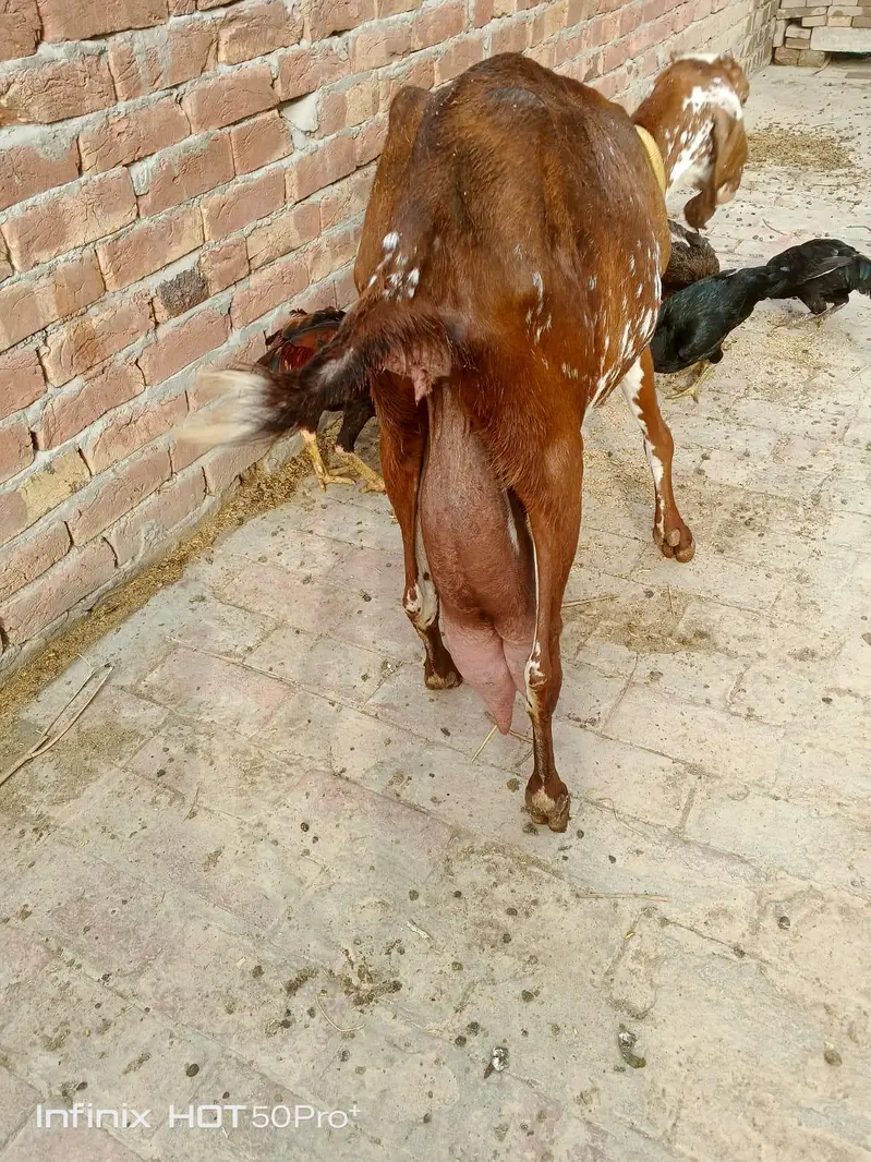 بکری اور بھیڑ نیا شیلٹر کے لئے — photo 4