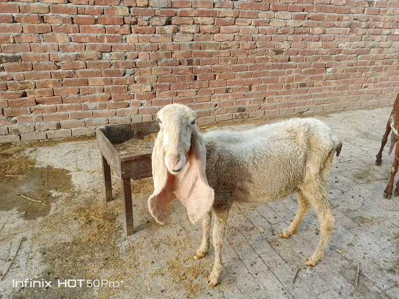 بکری اور بھیڑ نیا شیلٹر کے لئے — photo 6