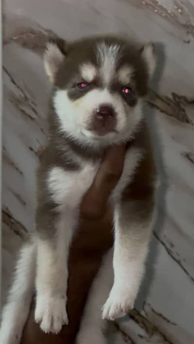 Siberian husky