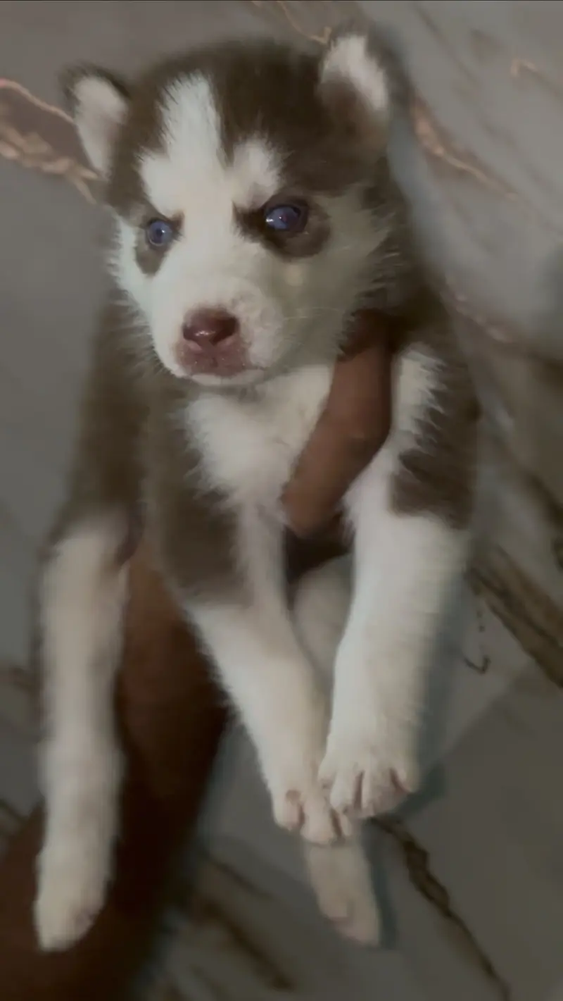 Siberian husky — photo 2