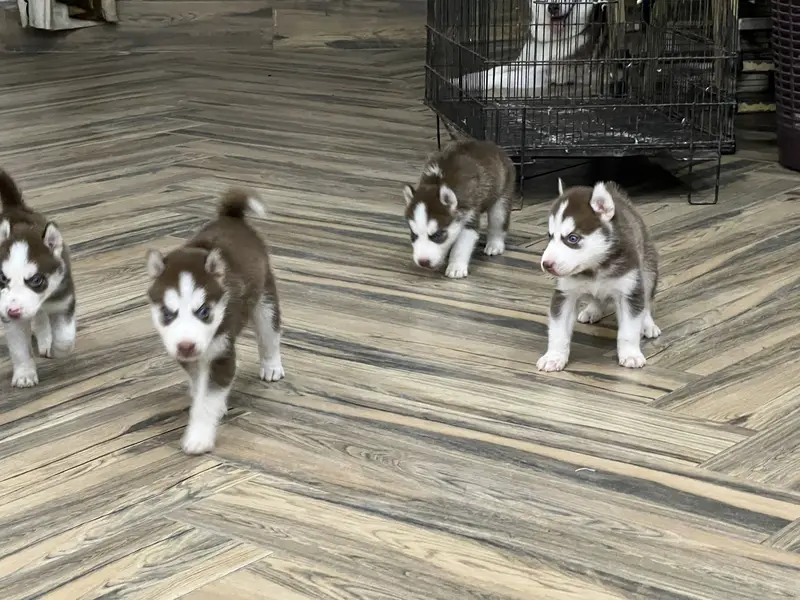 Siberian husky — photo 3