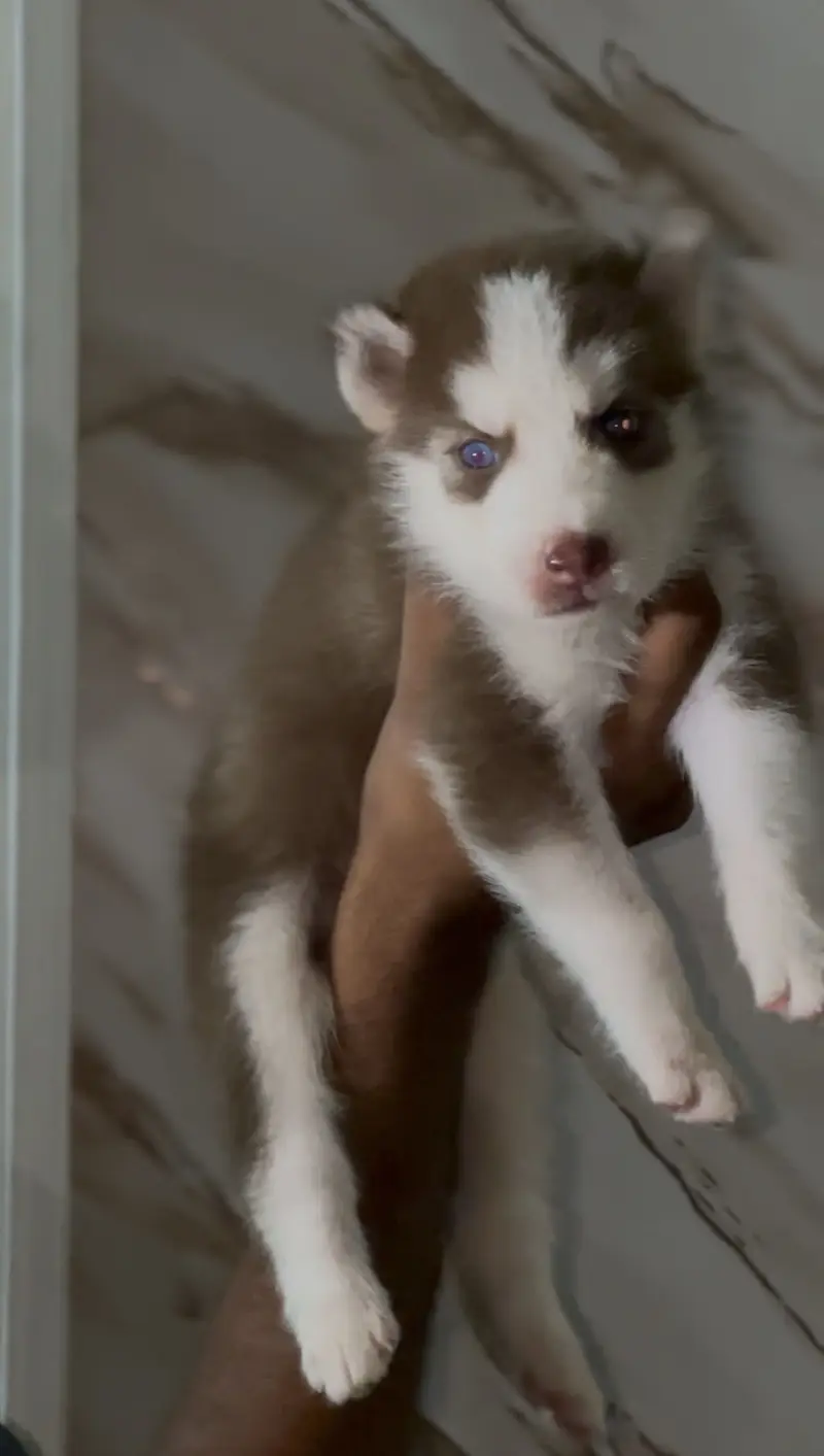 Siberian husky — photo 4