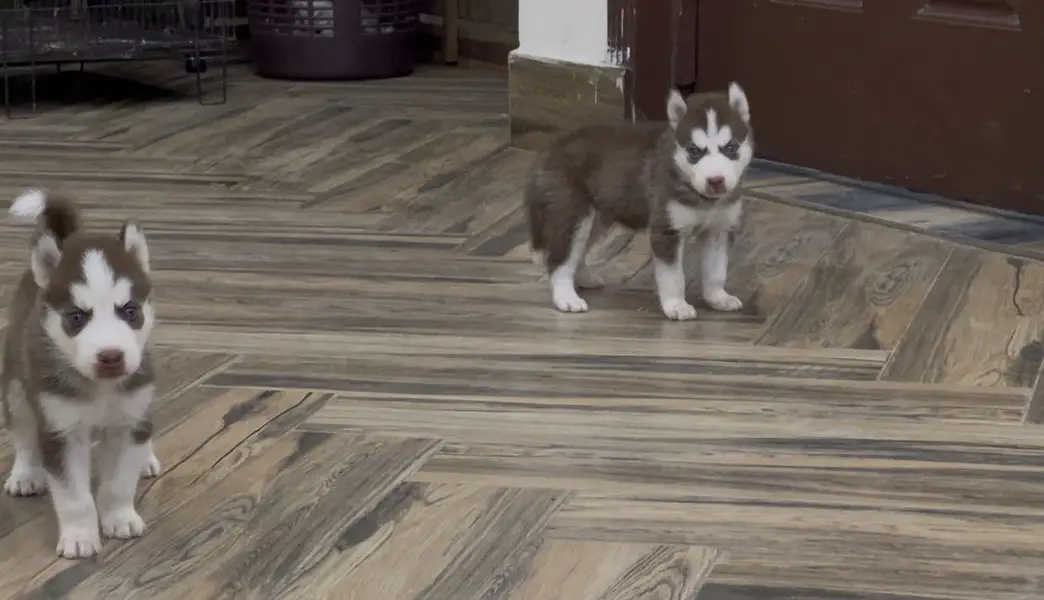 Siberian husky — photo 5