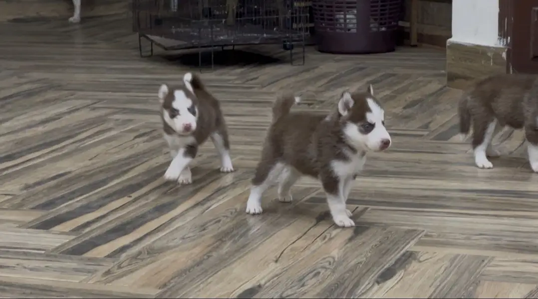 Siberian husky — photo 6