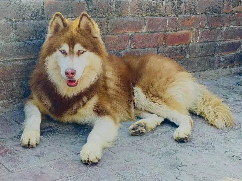 Siberian husky — photo 7