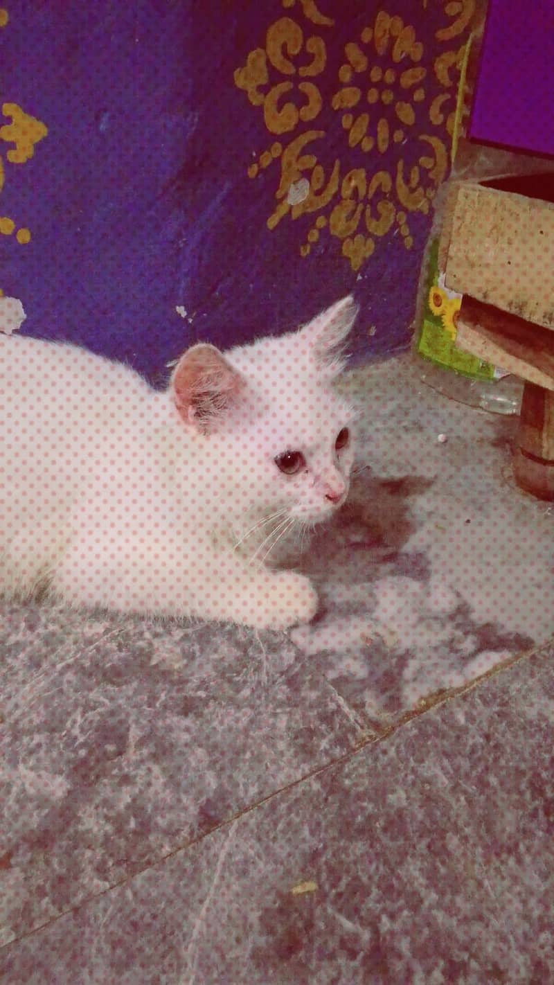Persian 0