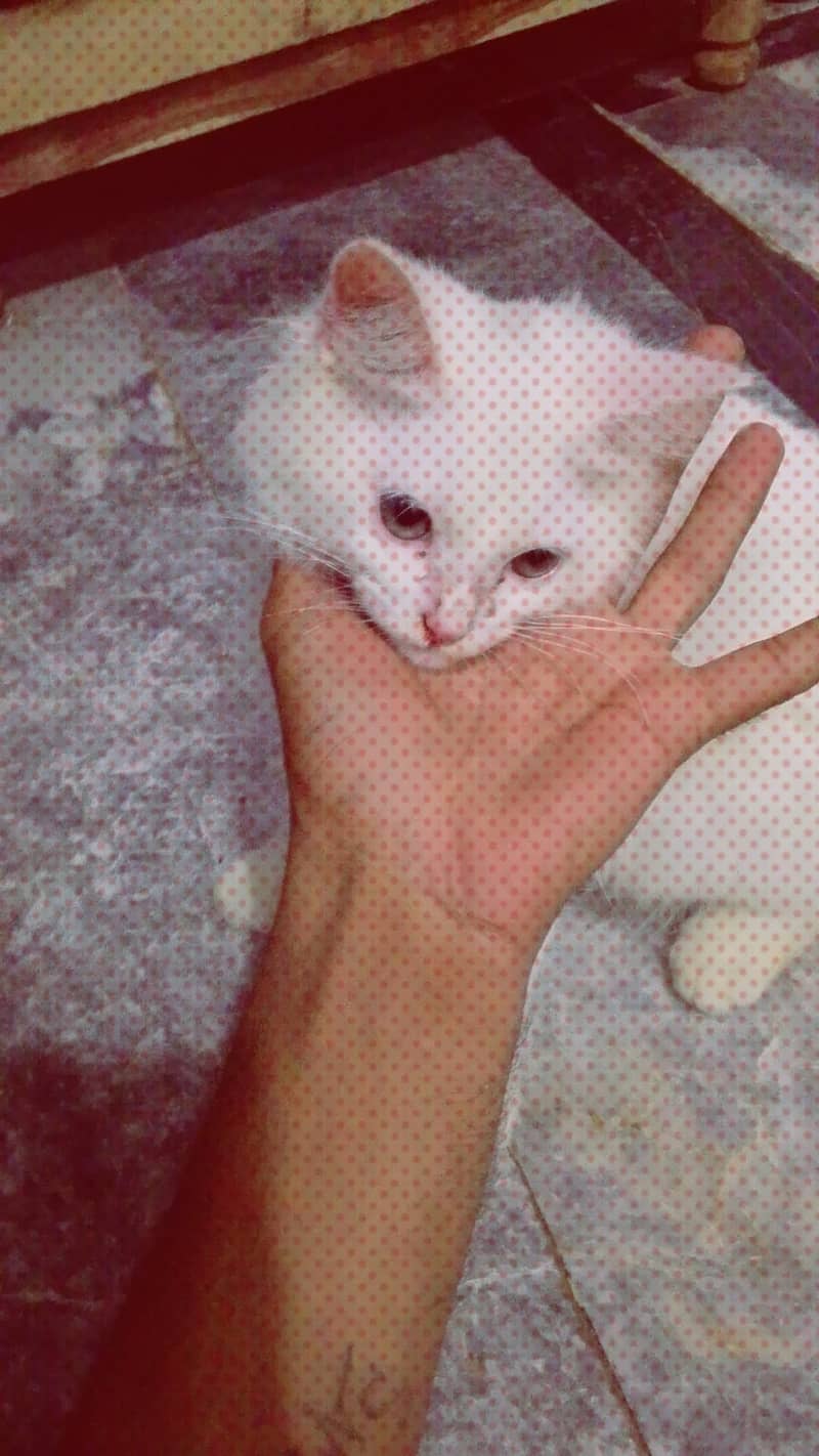 Persian 1