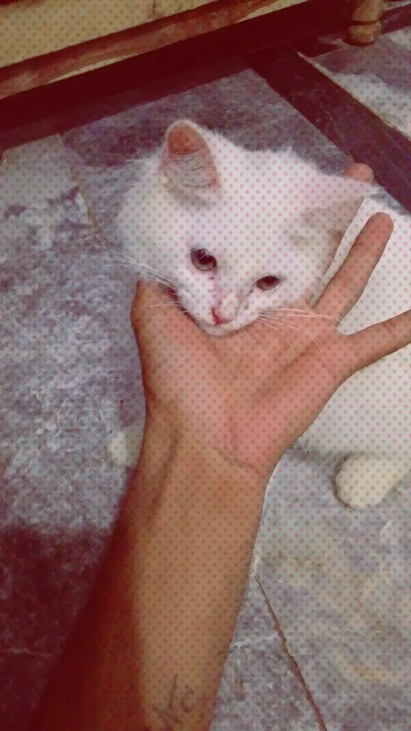 Persian — photo 2