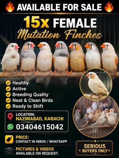 mutation finches females