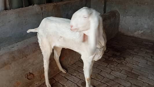 Muhammad puri | Gulabi | Nukr | Breader bakri