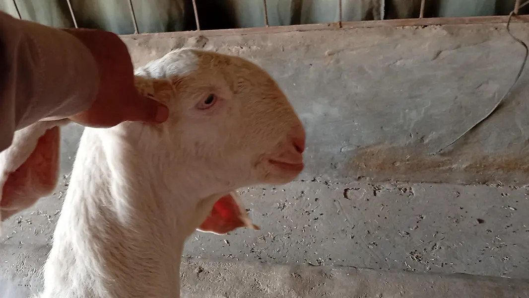 Muhammad puri | Gulabi | Nukr | Breader bakri — photo 2