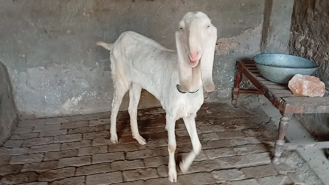 Muhammad puri | Gulabi | Nukr | Breader bakri — photo 3