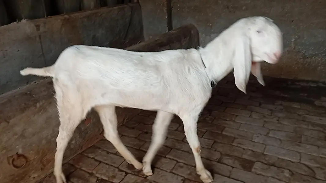 Muhammad puri | Gulabi | Nukr | Breader bakri — photo 4