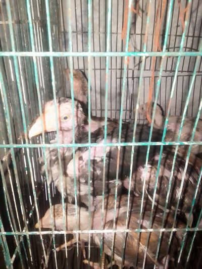 chuzy for sale